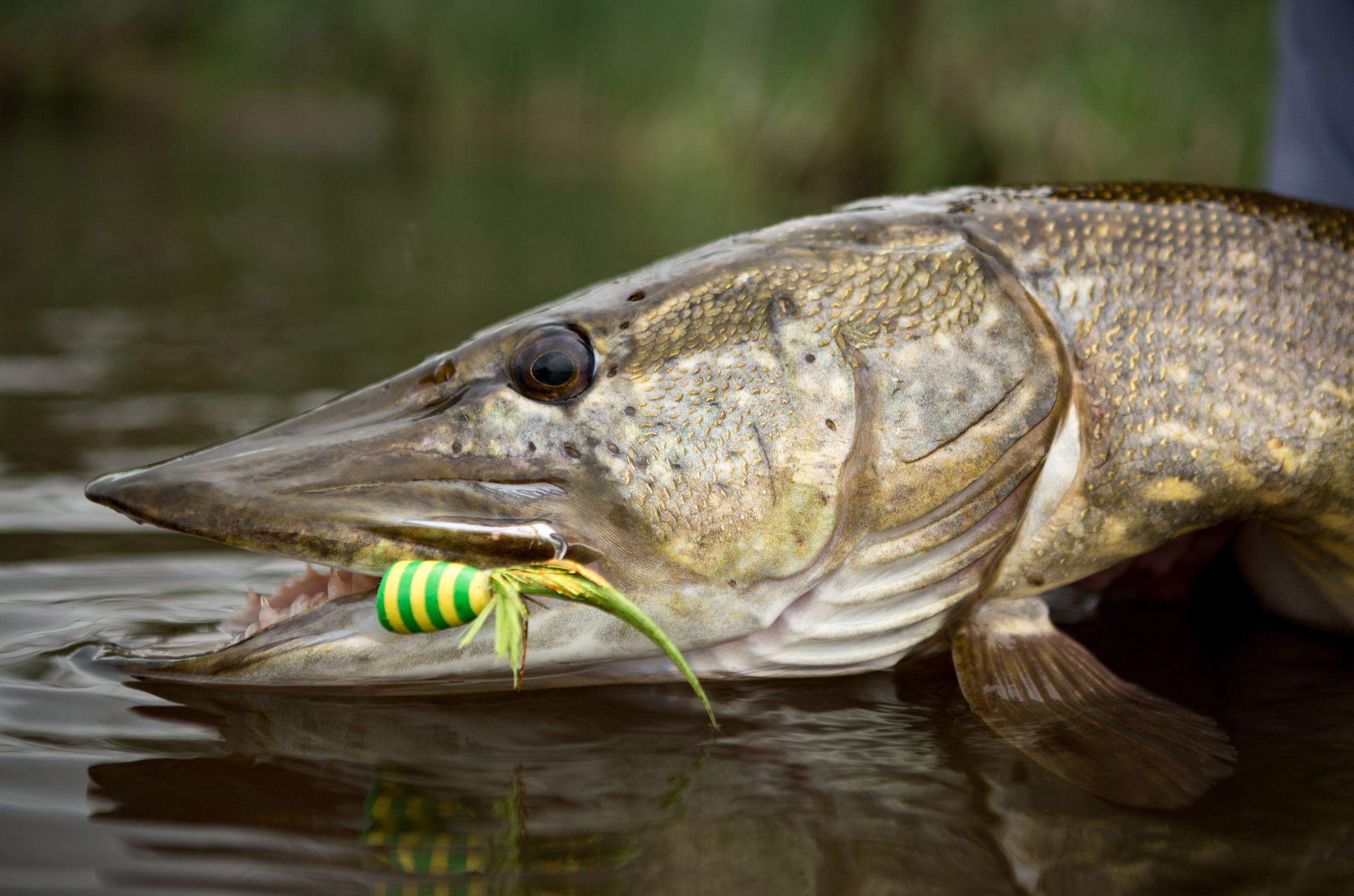 PREDATOR