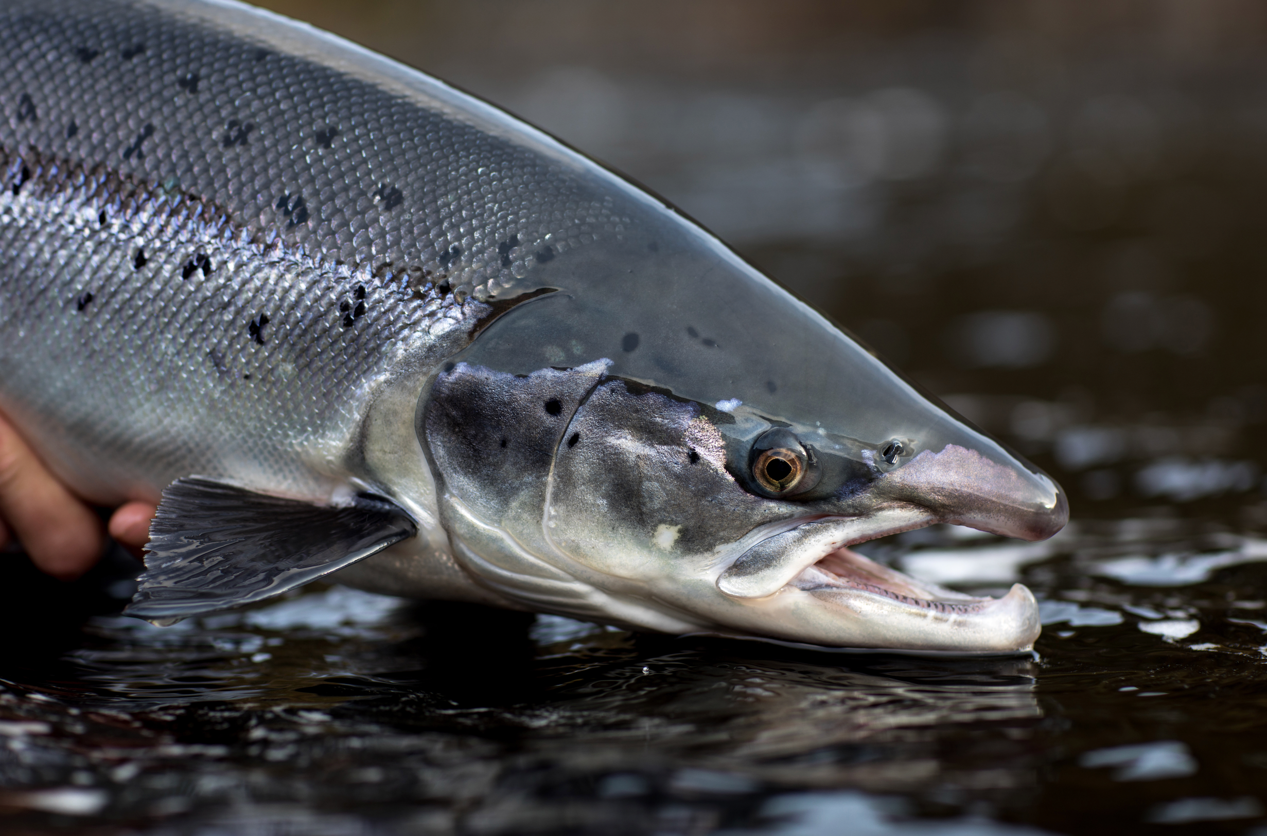 SALMON KIT