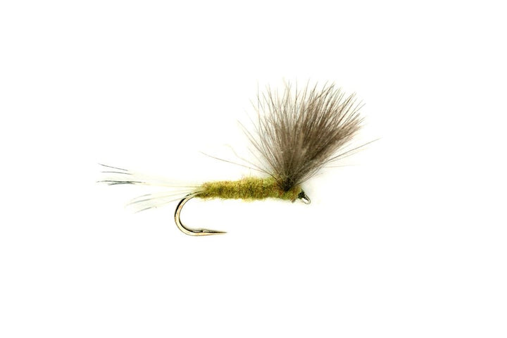 Fulling Mill CDC Compara Olive