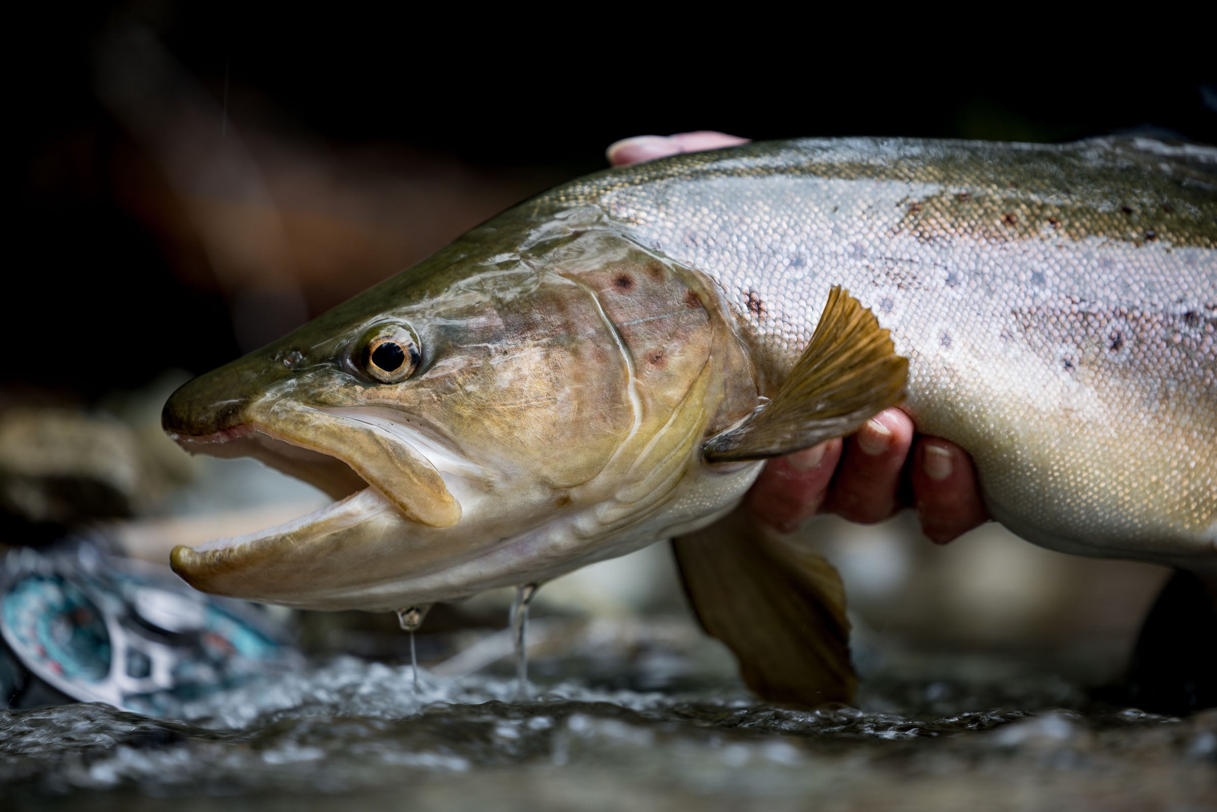 LOOP Opti Reel — #5 Dryfly